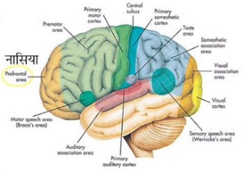 Cerebrum, मस्तिष्क